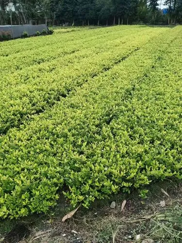 花木超市绿化工程