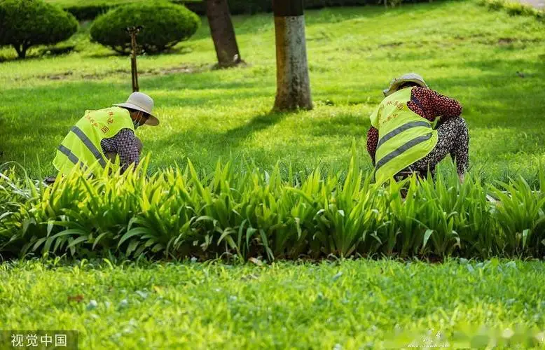 宜宾绿化苗木批发市场在哪