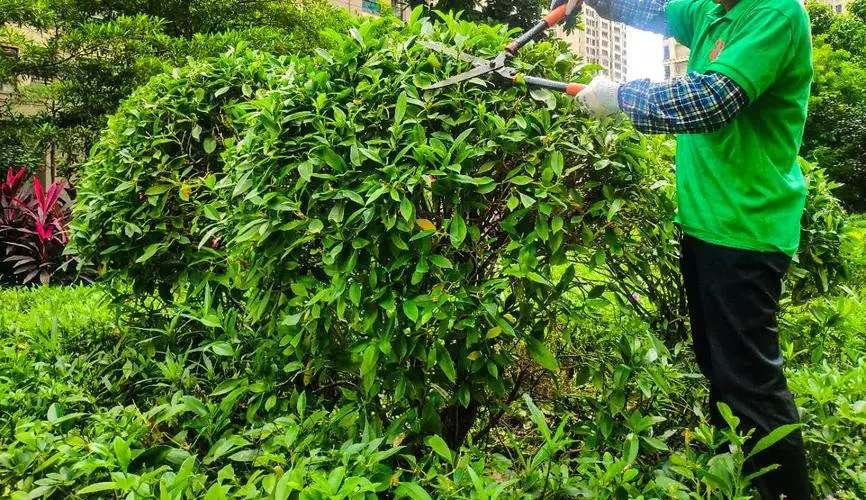 市政园林管理局面试问题曝光：从容应对城市绿化管理挑战的关键能力是什么？